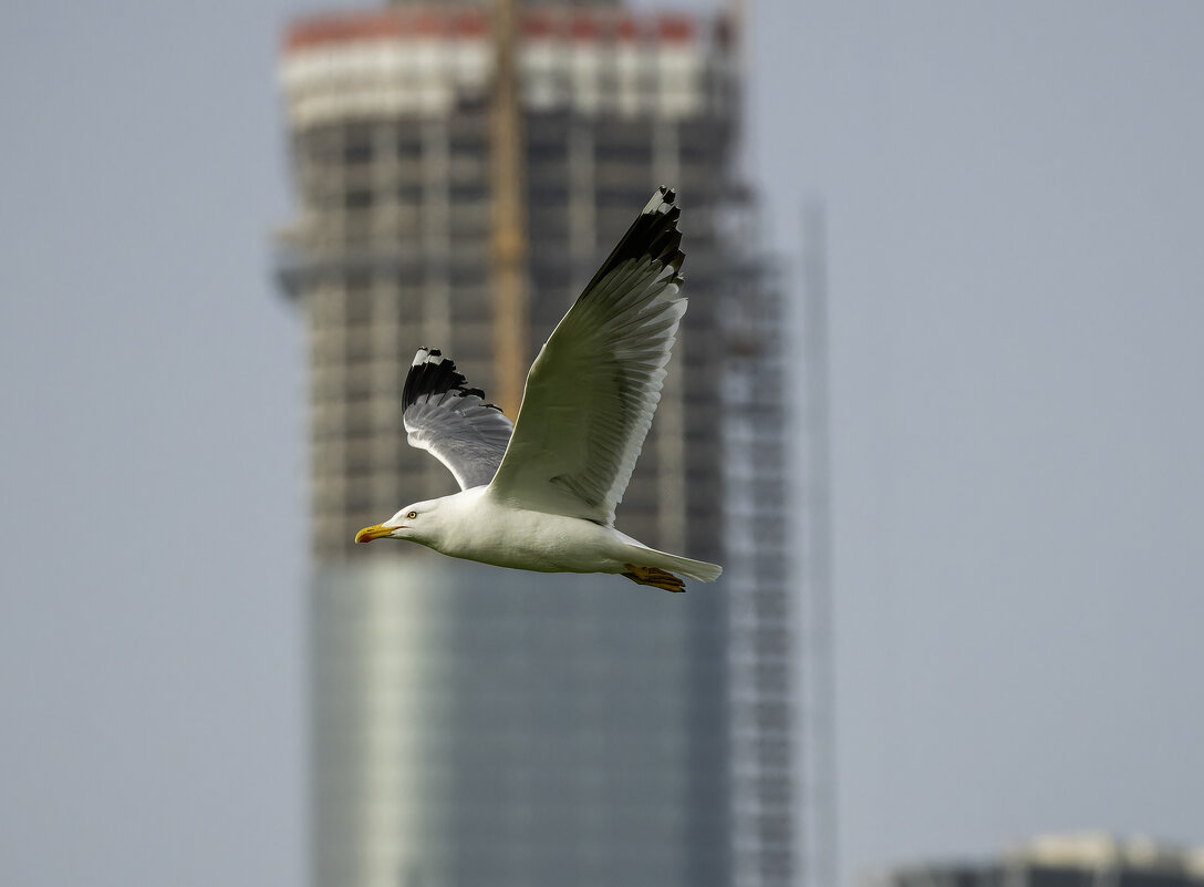 Средиземноморская чайка. - Alexander Amromin Средиземноморская чайка. - Alexander Amromin