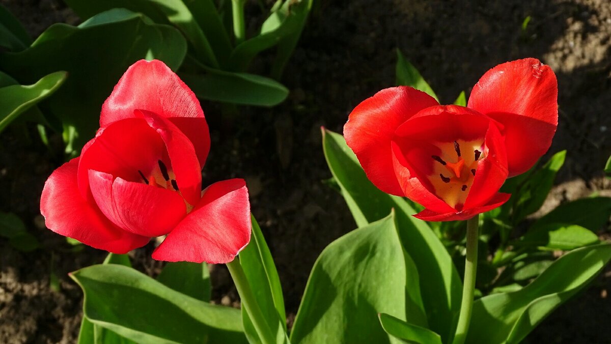 Интересные тюльпанчики - Милешкин Владимир Алексеевич Интересные тюльпанчики - Милешкин Владимир Алексеевич