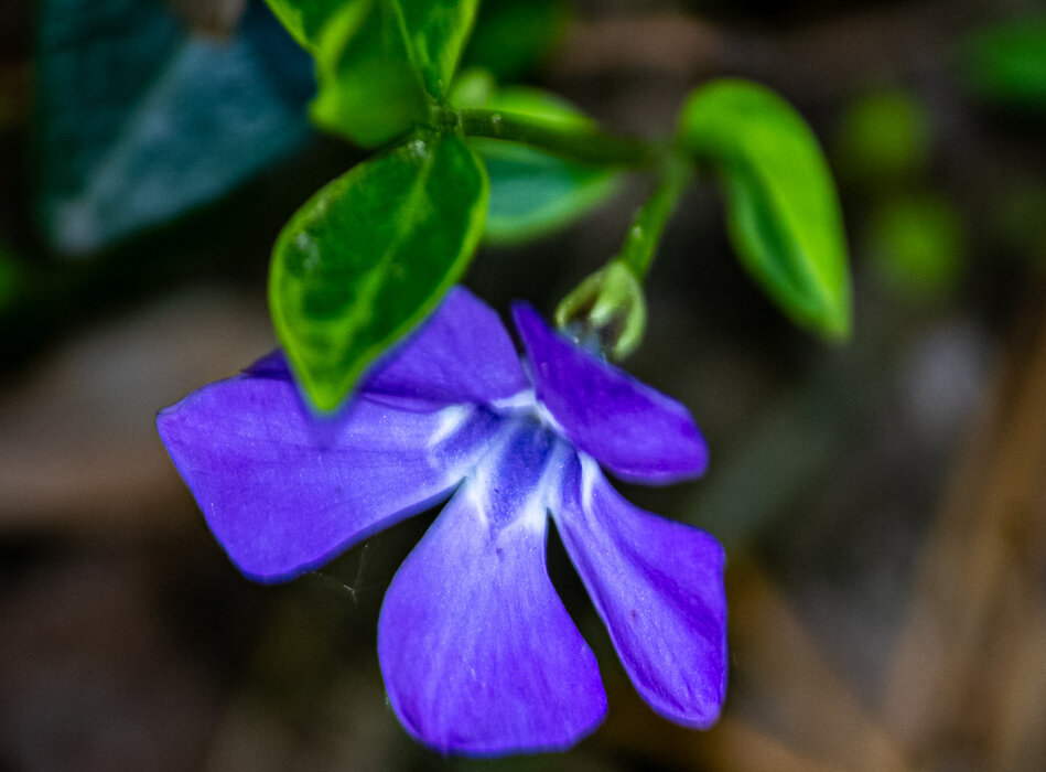 Барвинок малый - Светлана SvetNika17 Барвинок малый - Светлана SvetNika17