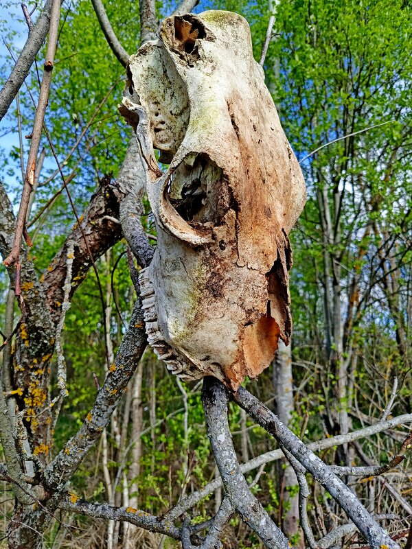 Любопытная находка. - Vladimir Semenchukov