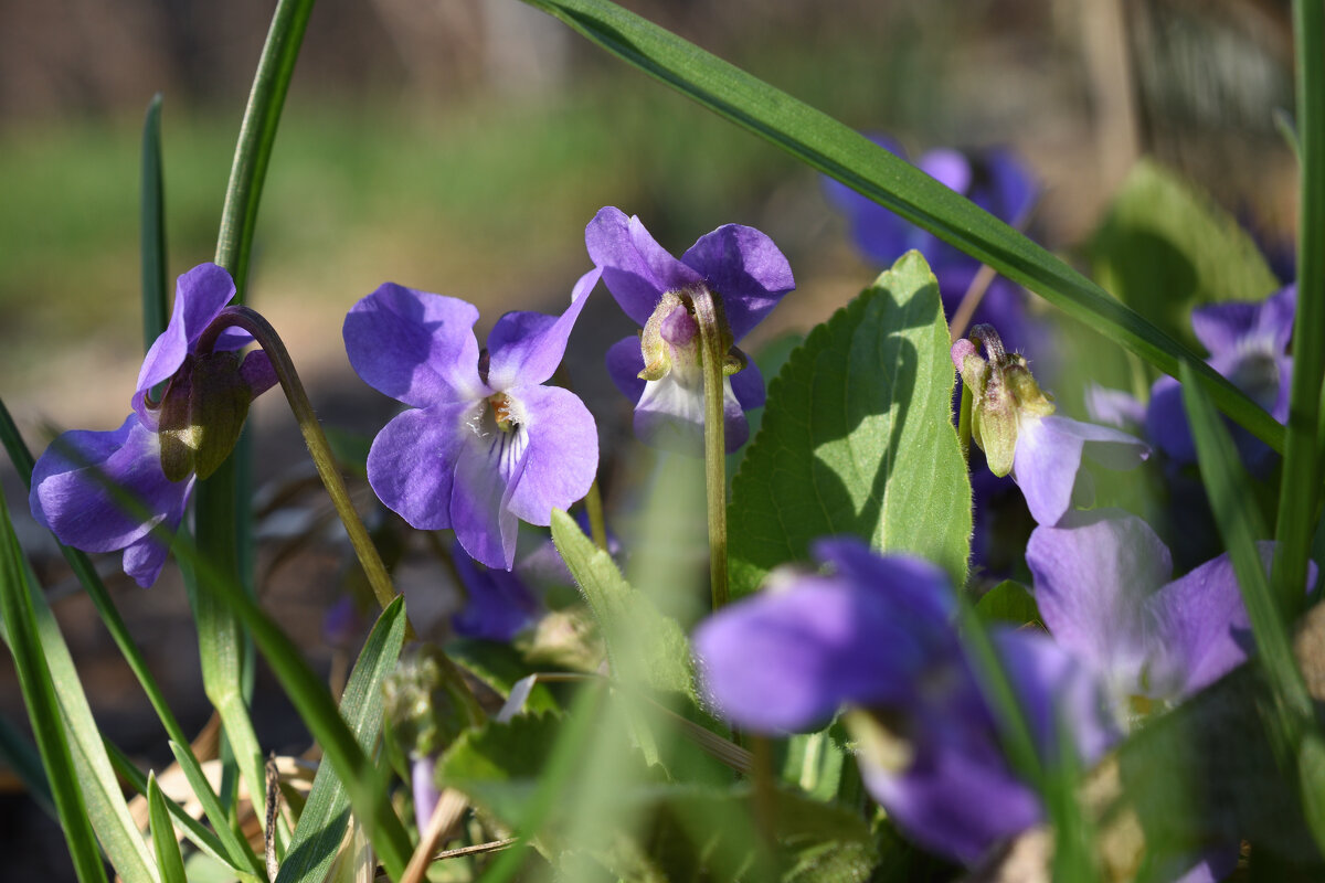 Ночная фиалка - Петр 