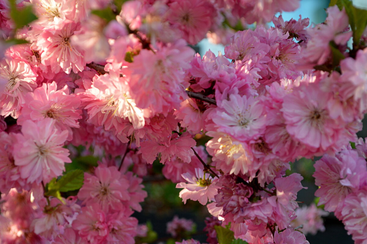 Алтайская сакура - Татьяна Лютаева