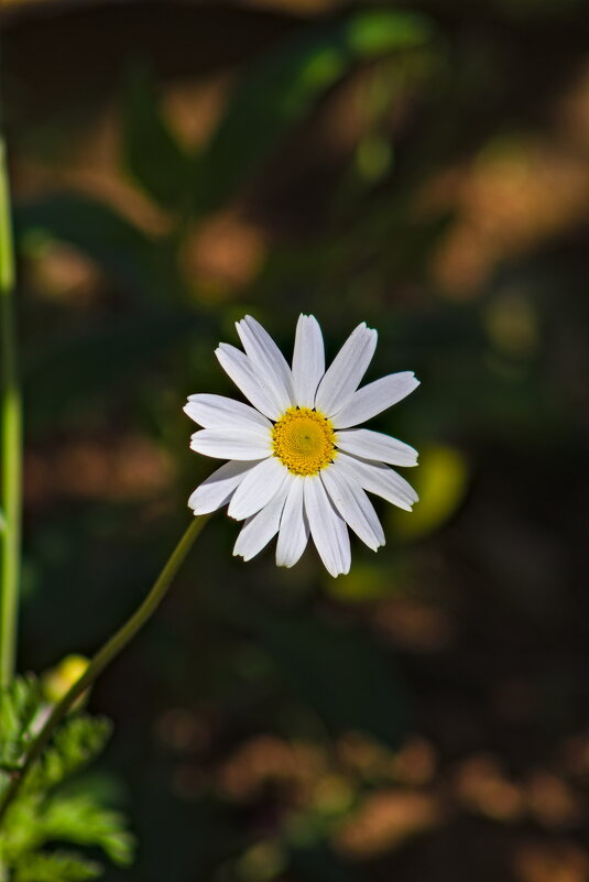 Ромашка )) - Giant Tao / Ромашка )) - Giant Tao /