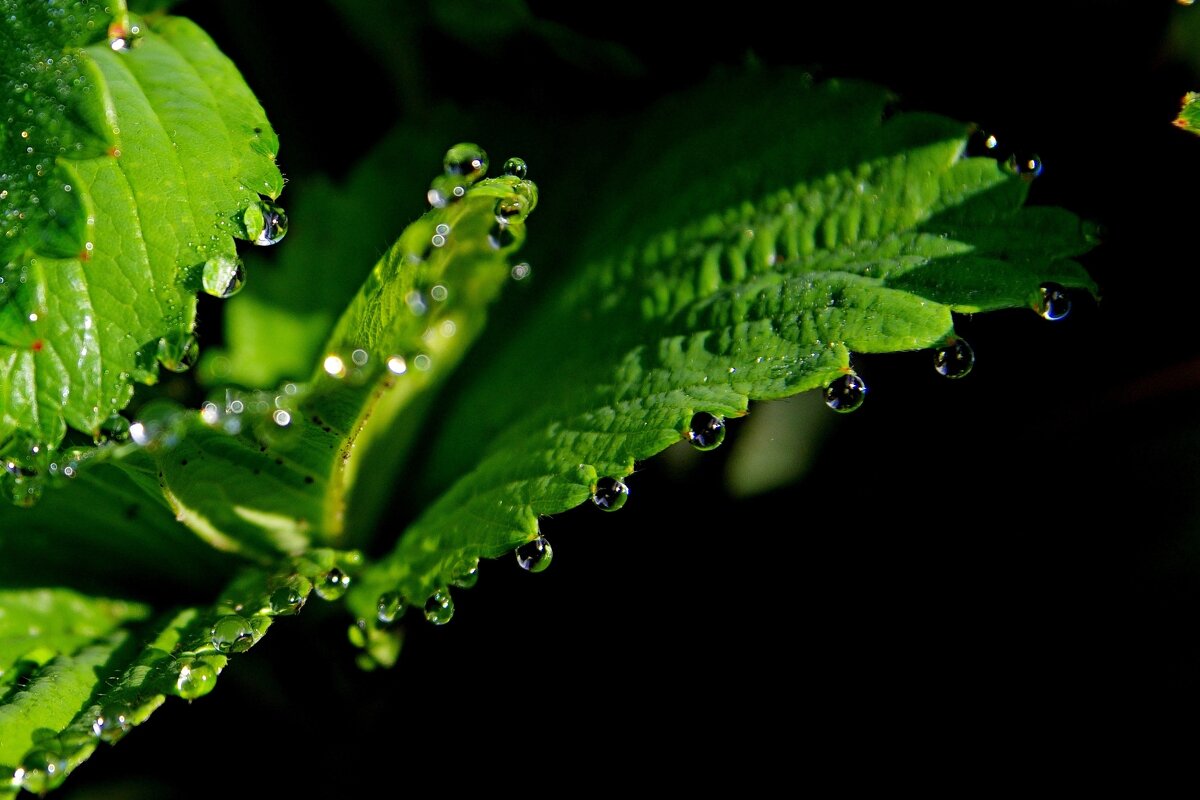 Роса на листьях - Сергей Швечков Роса на листьях - Сергей Швечков