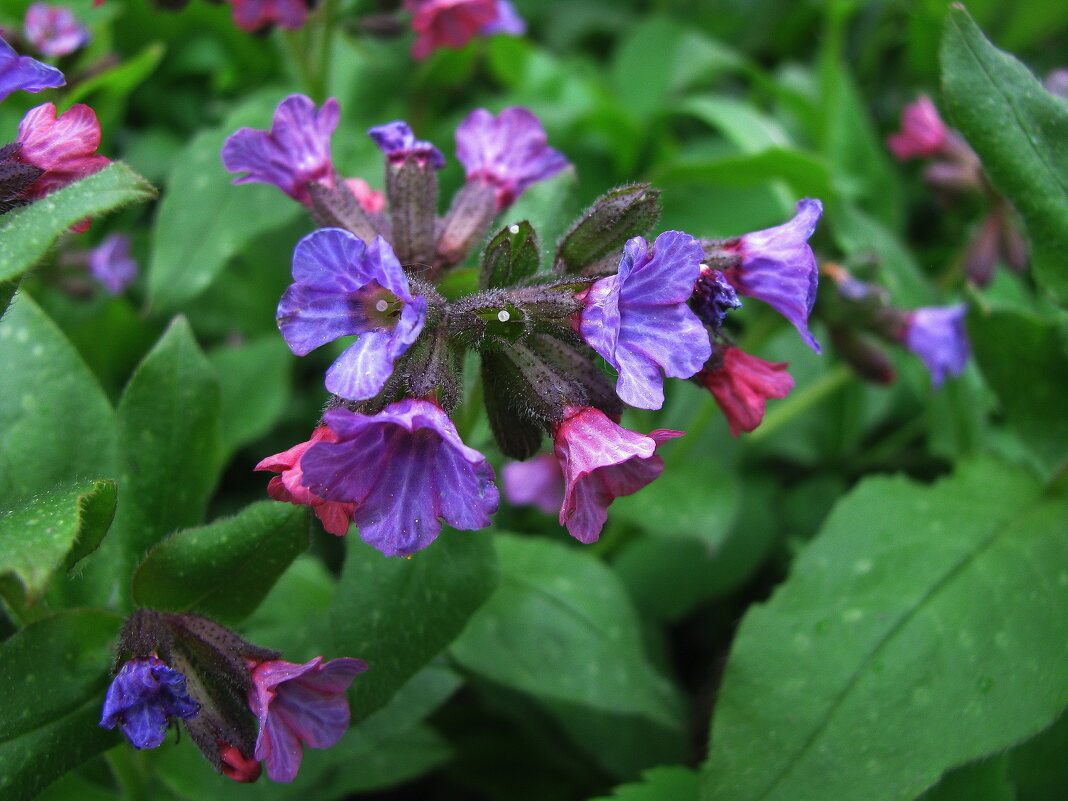 Медуница цветёт - Людмила Смородинская Медуница цветёт - Людмила Смородинская