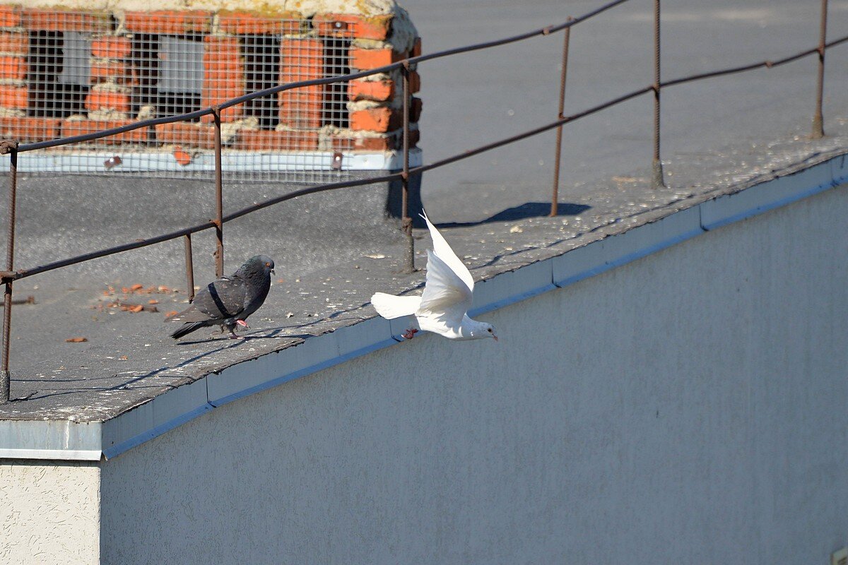 Ах , надоел ... - Сеня Белгородский Ах , надоел ... - Сеня Белгородский