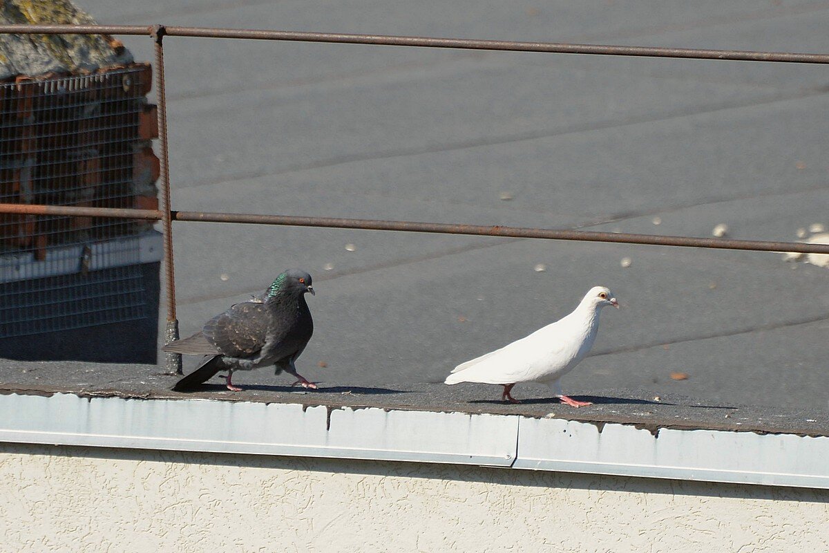 А меня Сеня ... - Сеня Белгородский А меня Сеня ... - Сеня Белгородский