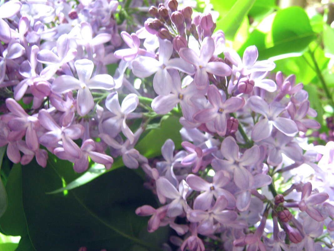 Сирень - Елена Семигина