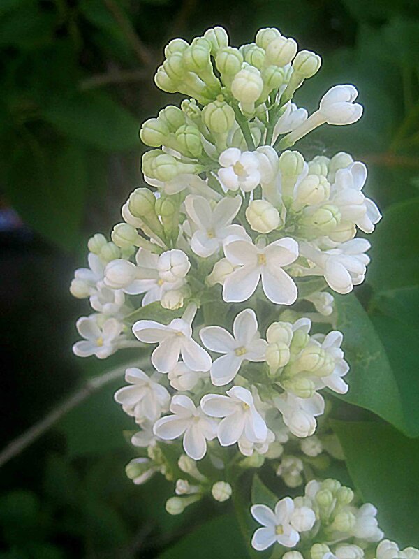 Белая сирень - Елена Семигина