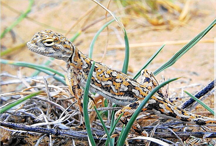 Круглоголовка - Александр Владимирович Никитенко