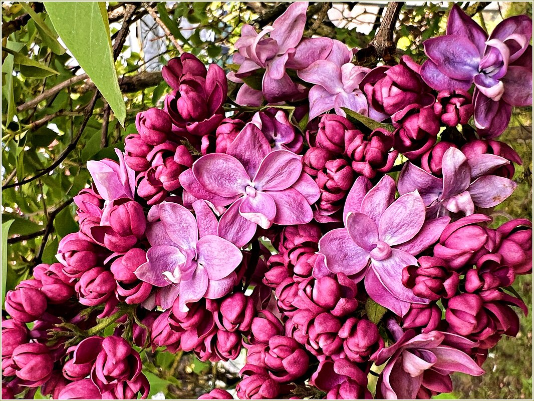 Время сирени. - Валерия Комова Время сирени. - Валерия Комова