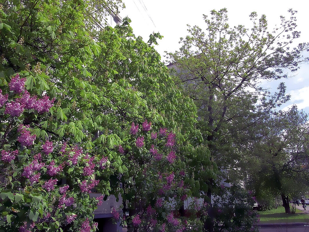Весна шагает по Москве. - Ольга Довженко