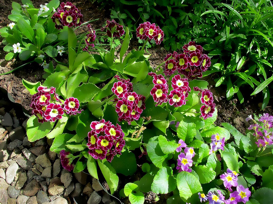 Примула - Ольга Довженко