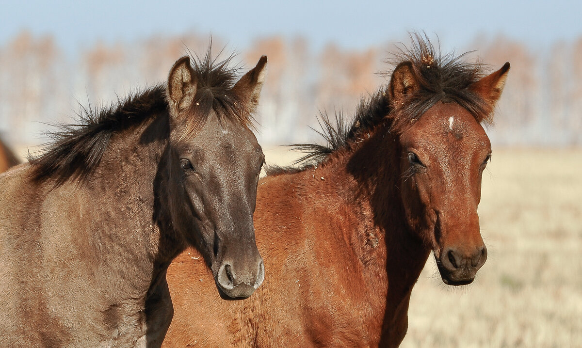 В стиле панк ... - Maxxx© В стиле панк ... - Maxxx©