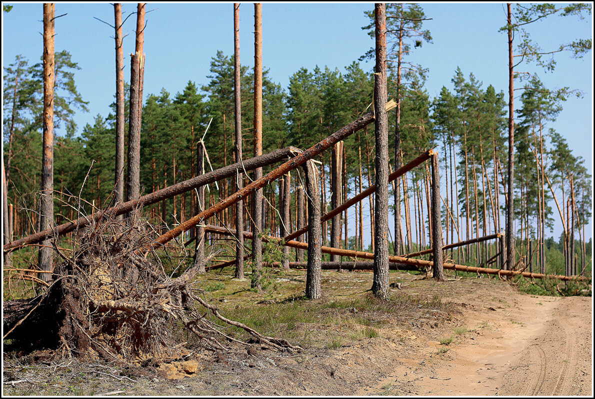 ....после урагана... - Aleksandr Gal ....после урагана... - Aleksandr Gal