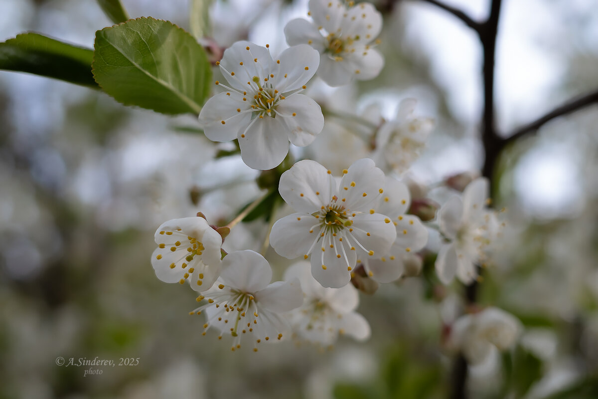 Ветка вишни - Александр Синдерёв Ветка вишни - Александр Синдерёв