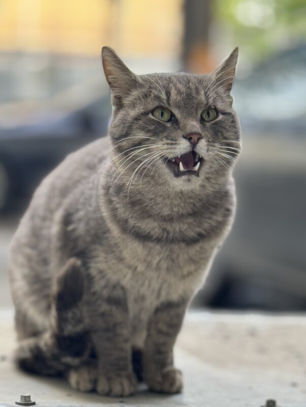 Городские тигры - Анна Камс Городские тигры - Анна Камс