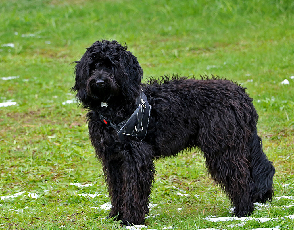 Весенняя модель - лабрадудель Тучка, хорошо позирует! - Светлана 