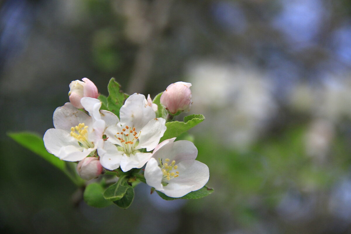 Цветок - Владимир 