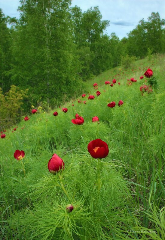Цветущий Май - Pavel Blashkin Цветущий Май - Pavel Blashkin
