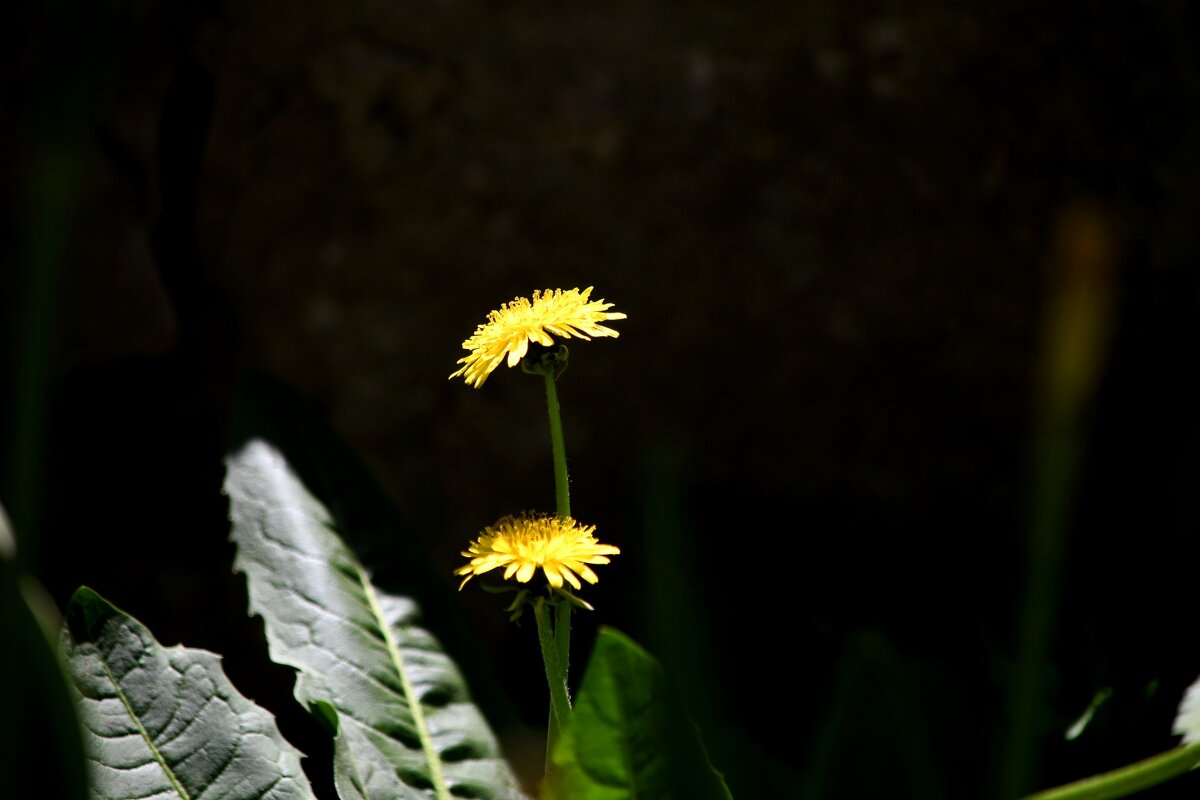 Солнечные одуванчики)) - Татьяна Евдокимова Солнечные одуванчики)) - Татьяна Евдокимова