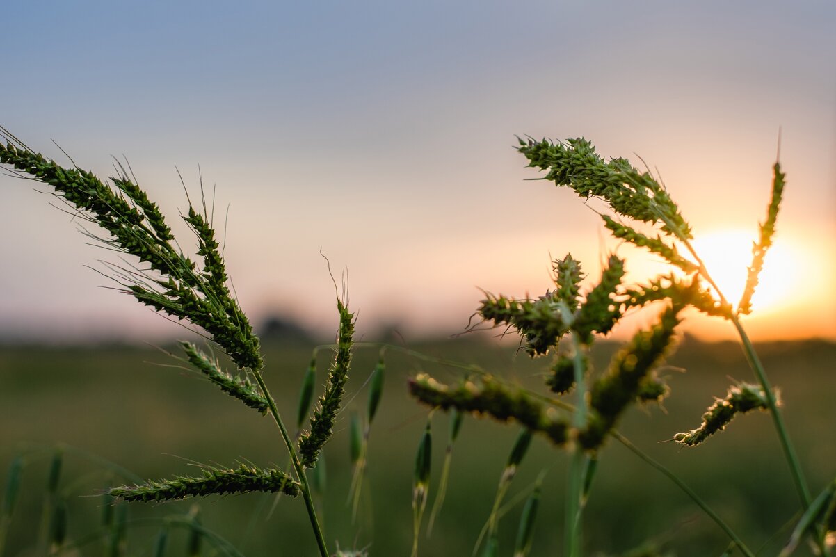 *** - Николай Чекалин