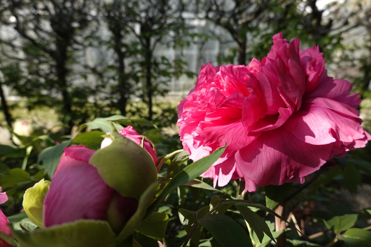 Первые пионы... - Галина Первые пионы... - Галина