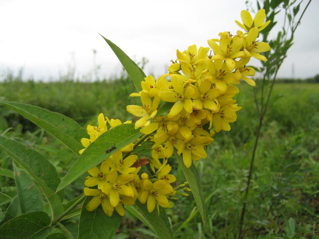 Вербейник - Anna Ivanova