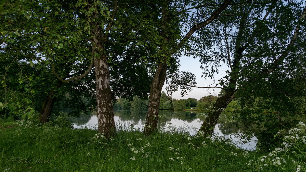 У трёх берёз... - Николай Гирш У трёх берёз... - Николай Гирш