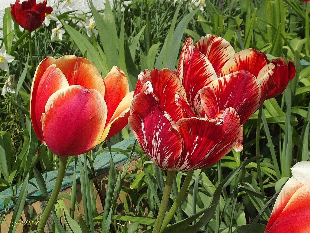 Наступает солнечное утро,  открываются тюльпанов лепестки… - Freddy 97