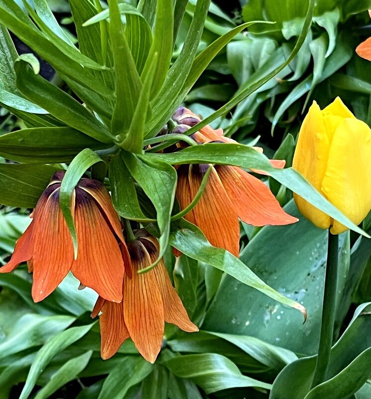 Рябчик императорский. - Ирина Рябчик императорский. - Ирина