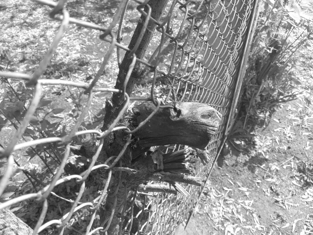 Скоро, дерево, сбежит - Игорь Солдаткин