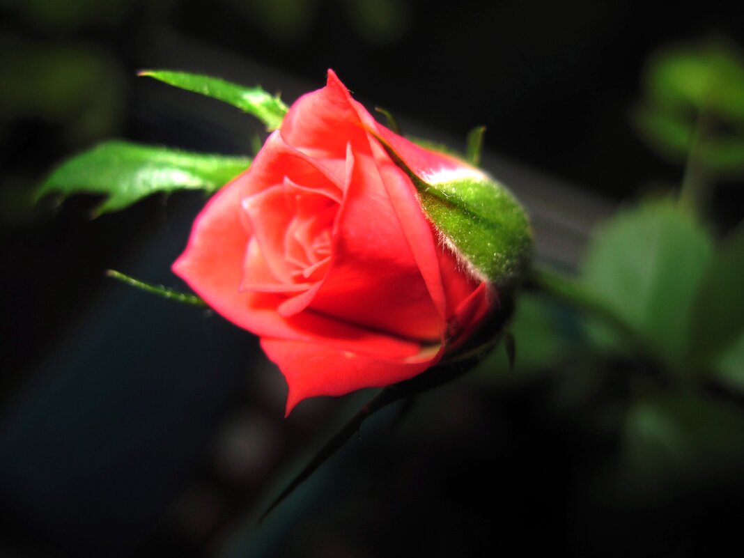 Роза. - Ирина ***