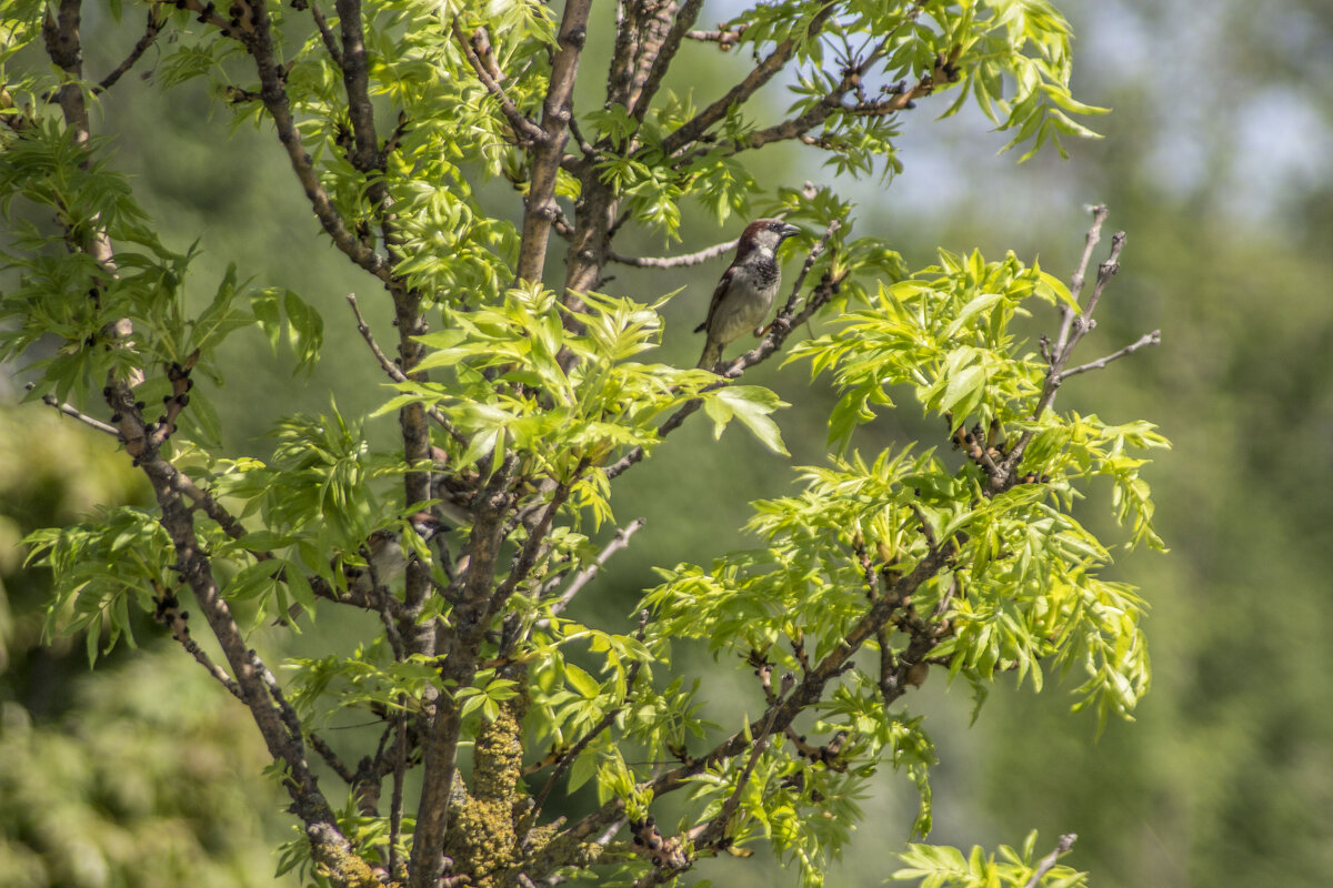 Бдительные твари - Коля Лукашов Бдительные твари - Коля Лукашов