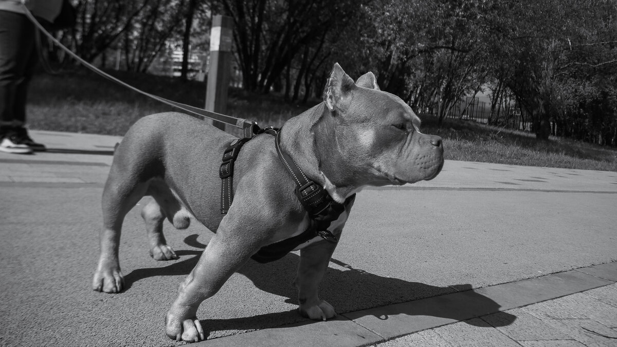 ***** - юрий поляков