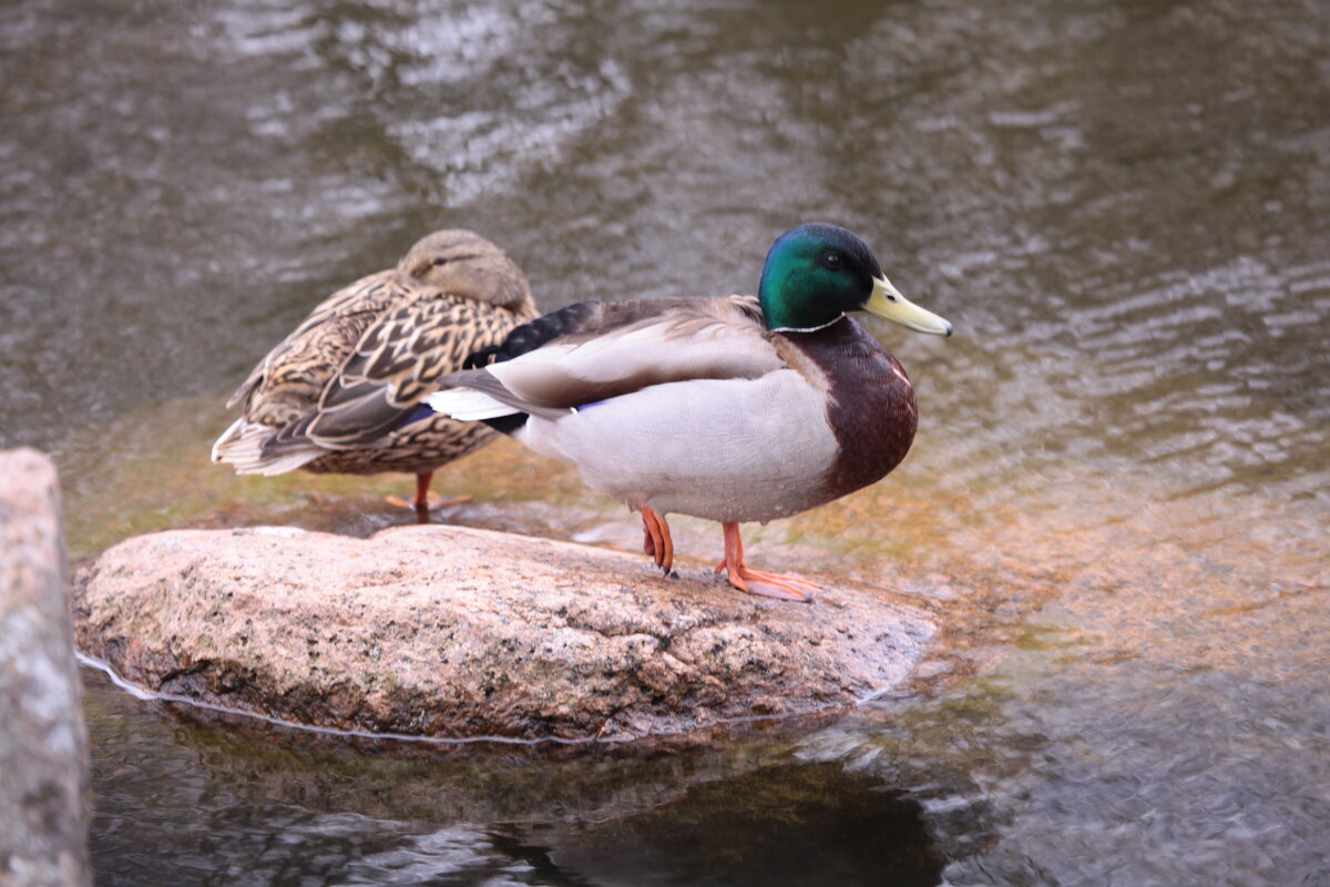 Парочка влюбленных - Танзиля Завьялова Парочка влюбленных - Танзиля Завьялова