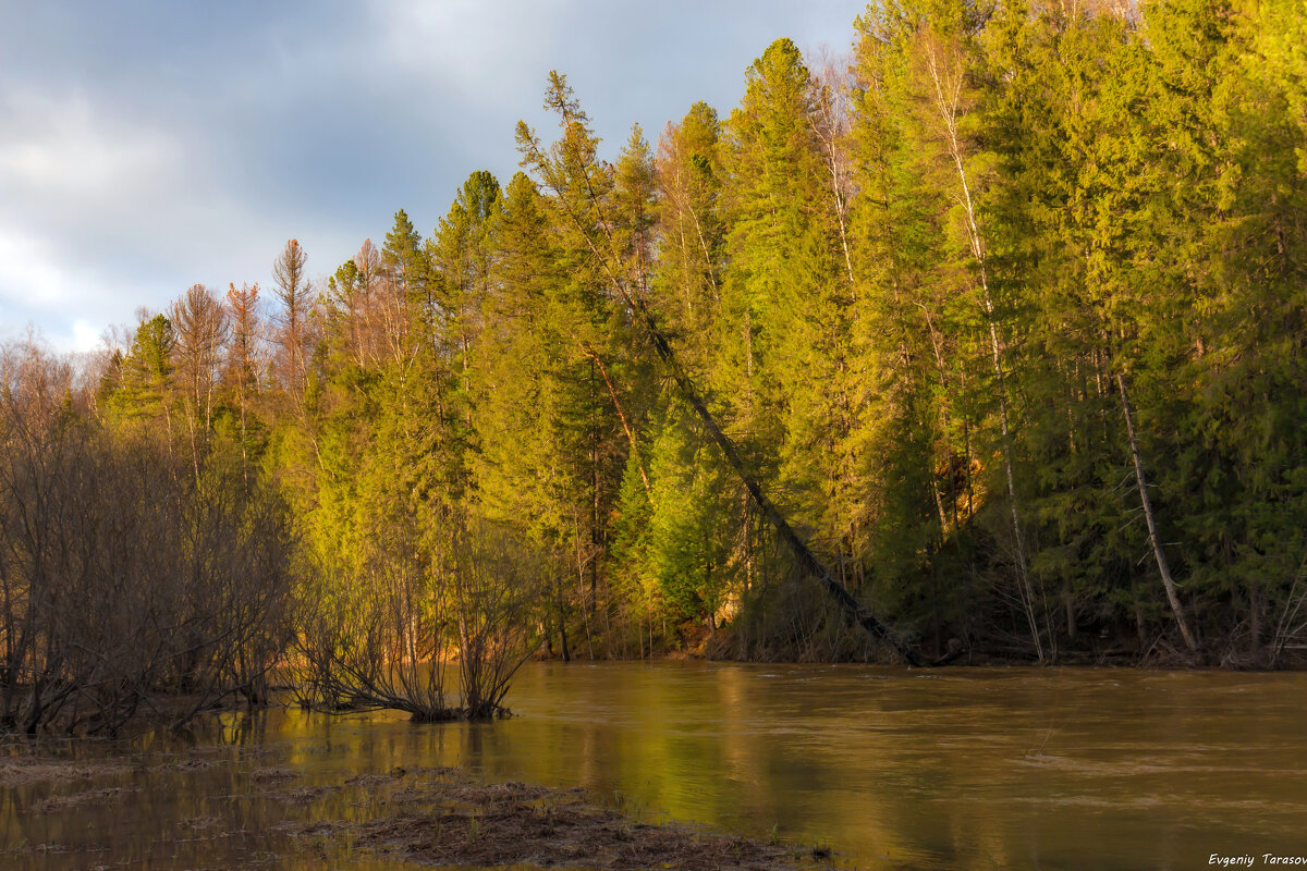 Половодье на реке Койва - Евгений Тарасов Половодье на реке Койва - Евгений Тарасов