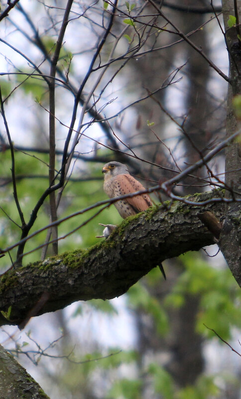 Пустельга перед обедом - Николай (dr.Zlo) Кузнецов Пустельга перед обедом - Николай (dr.Zlo) Кузнецов