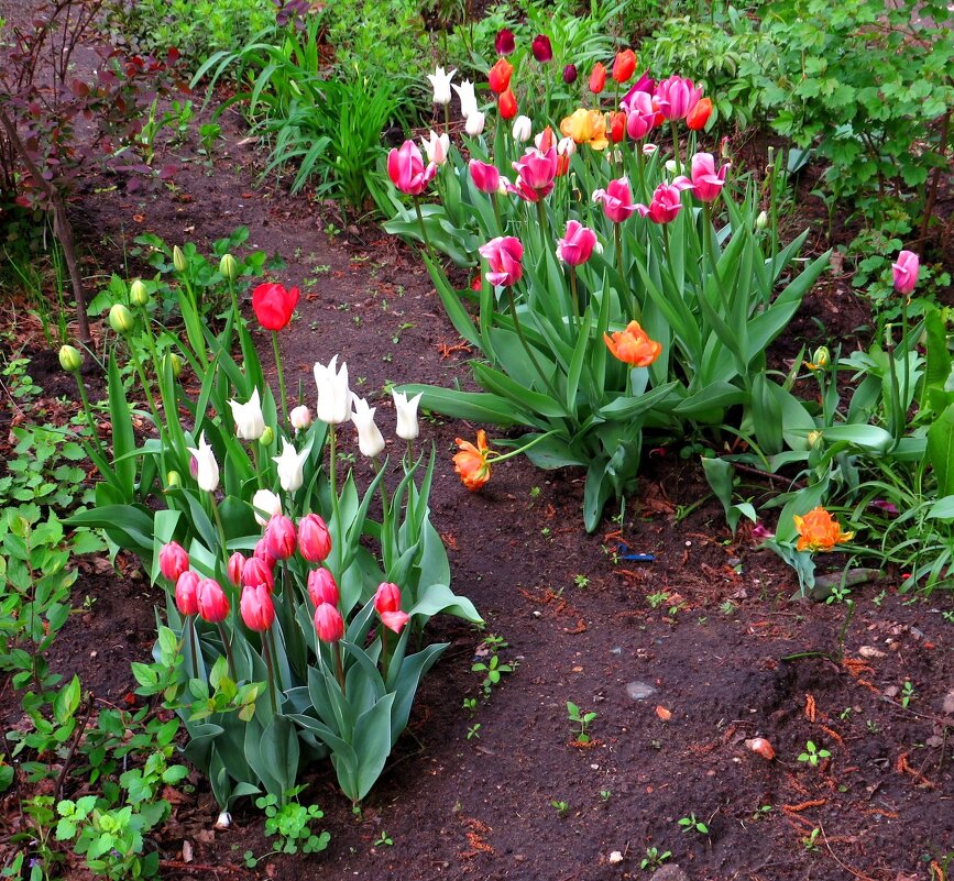 Клумба с тюльпанами - Андрей Снегерёв Клумба с тюльпанами - Андрей Снегерёв