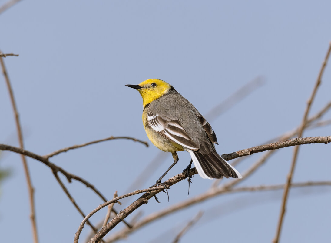 ЖЕЛТОГОЛОВИК  ) - Володька Завитушкин
