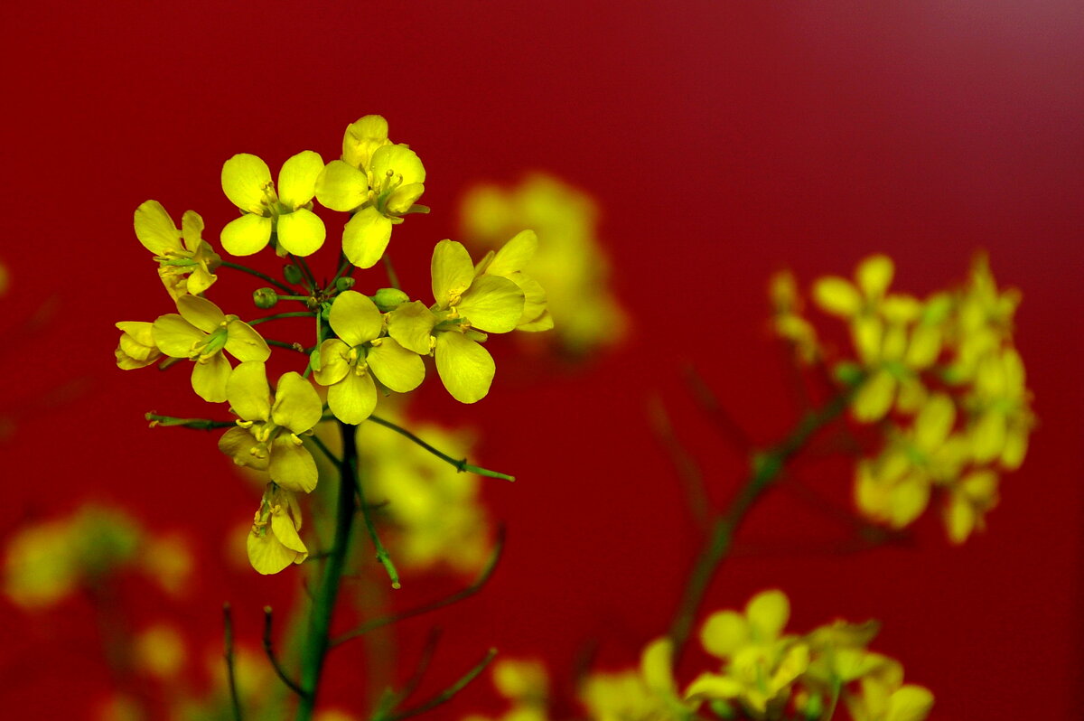 Жёлтое на красном... - Елена Пономарева