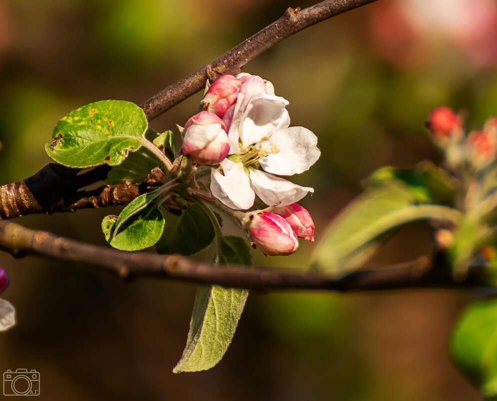 Яблоня - Александр 