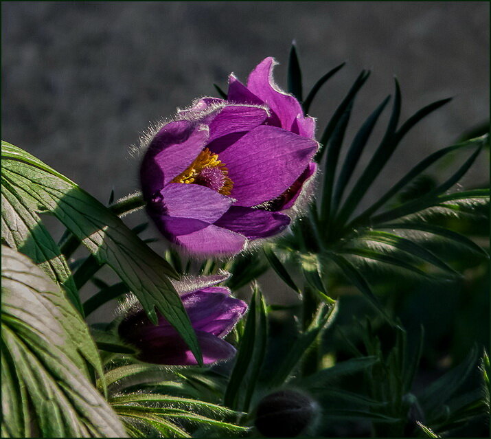 Весеннее цветение - Наталья Rosenwasser Весеннее цветение - Наталья Rosenwasser