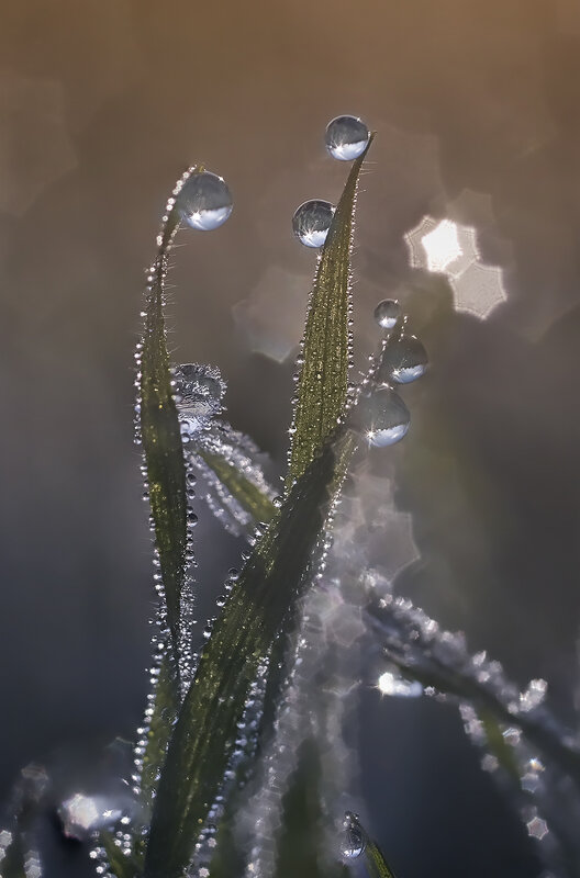 Росинки - Natalie Bolotenkova