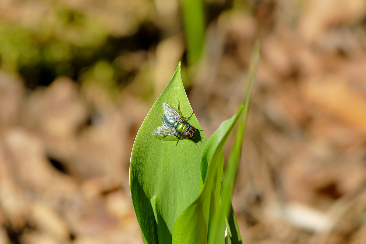 природа начала мая 2 - Александр Прокудин природа начала мая 2 - Александр Прокудин