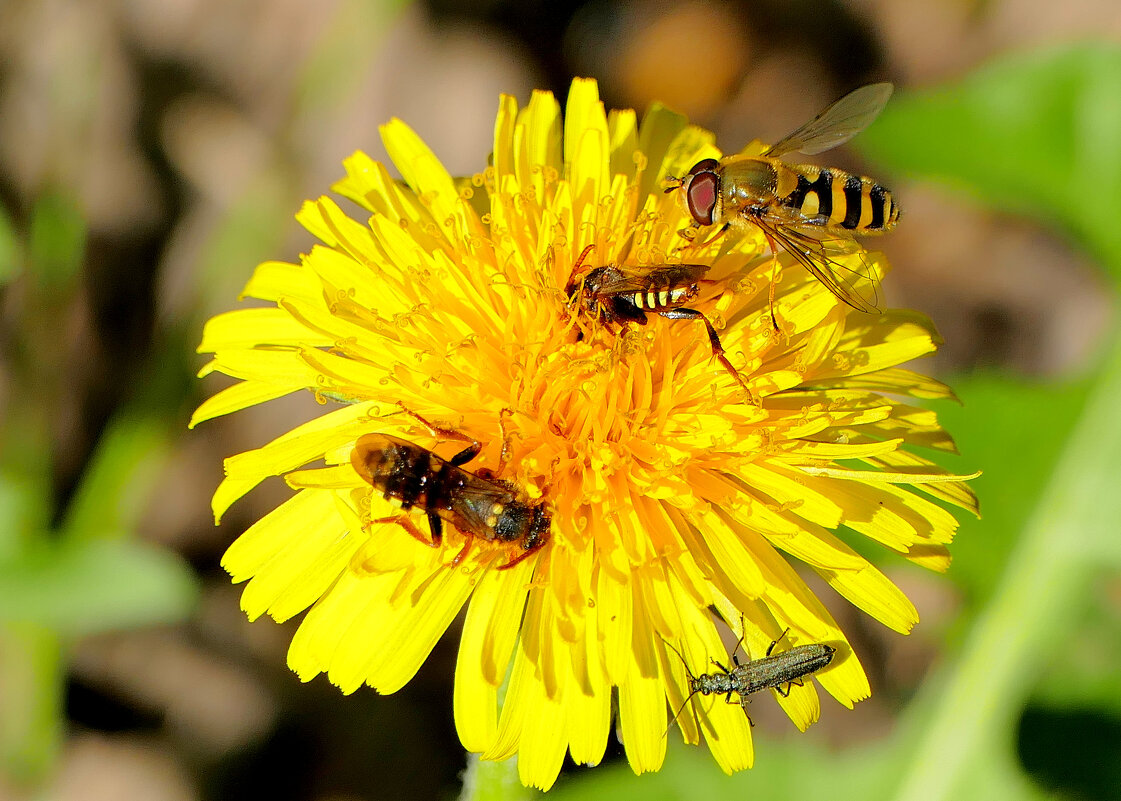 природа начала мая 5 - Александр Прокудин природа начала мая 5 - Александр Прокудин