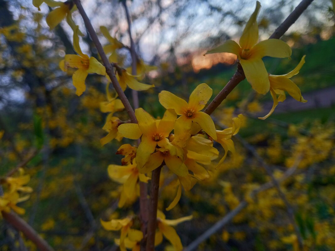 Форзиция - Сапсан 