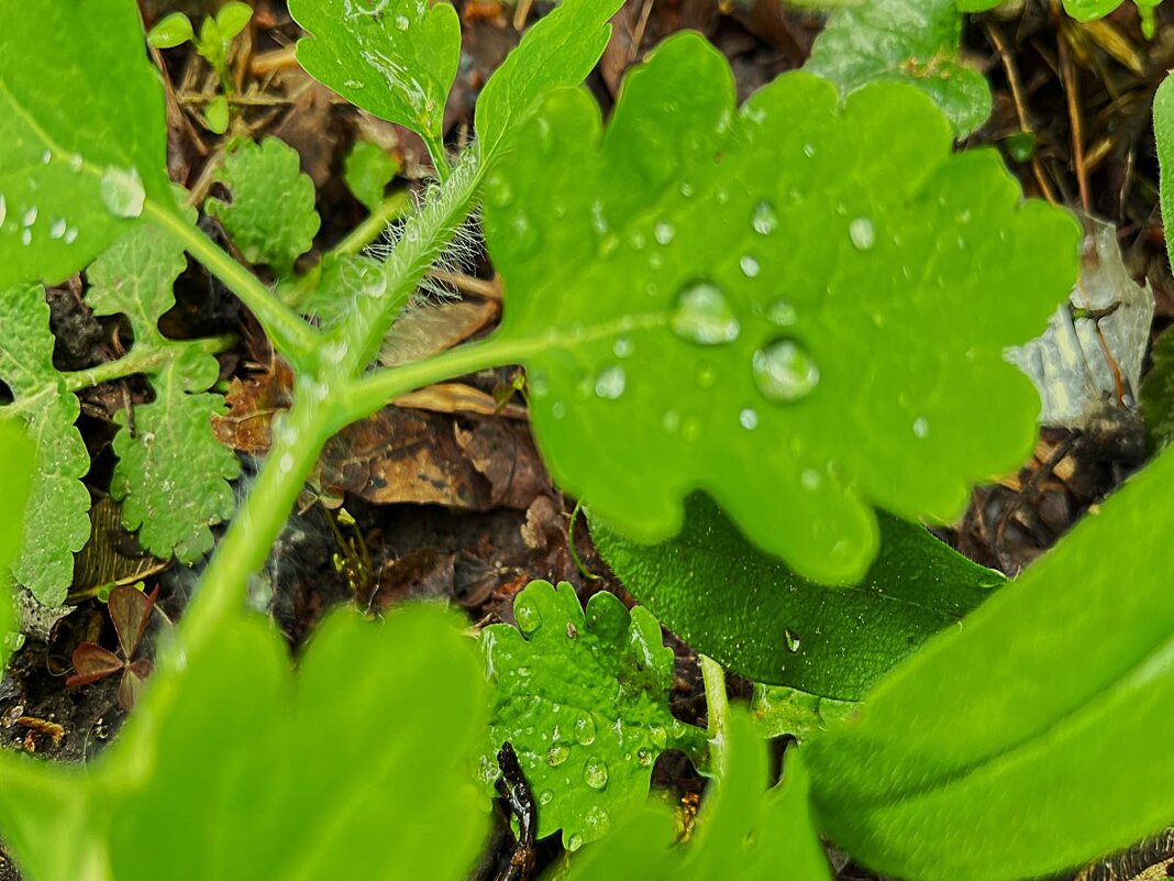 ***капли дождя на листьях*** - Olga Oskolkova