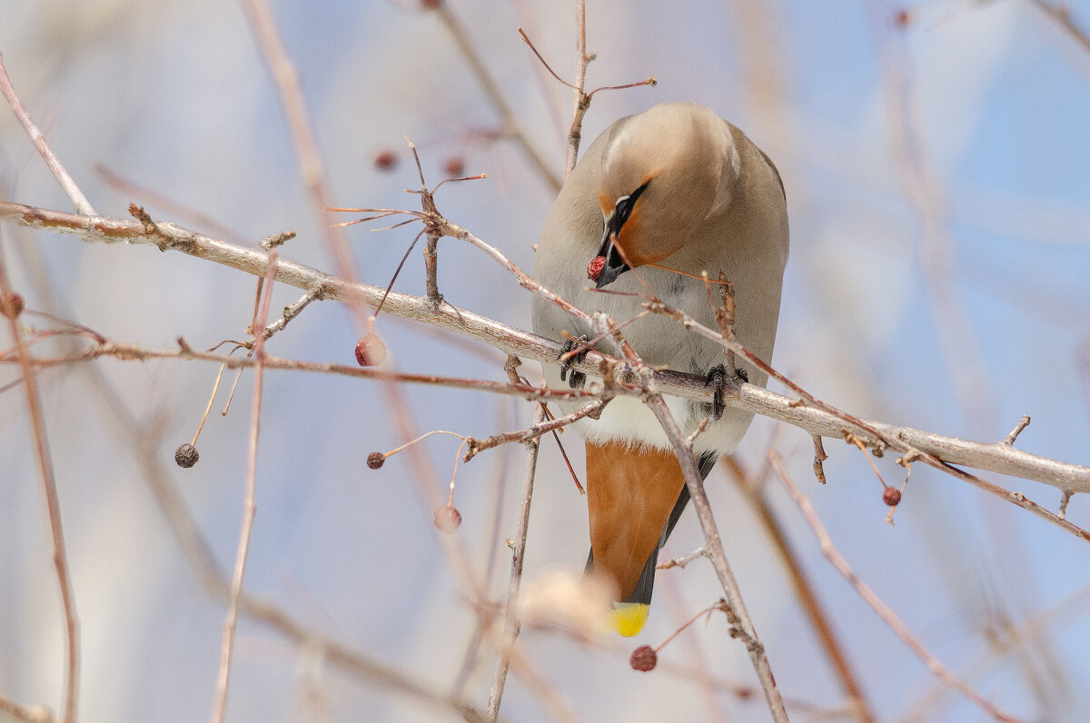 Свиристель. - Виктор Иванович Чернюк