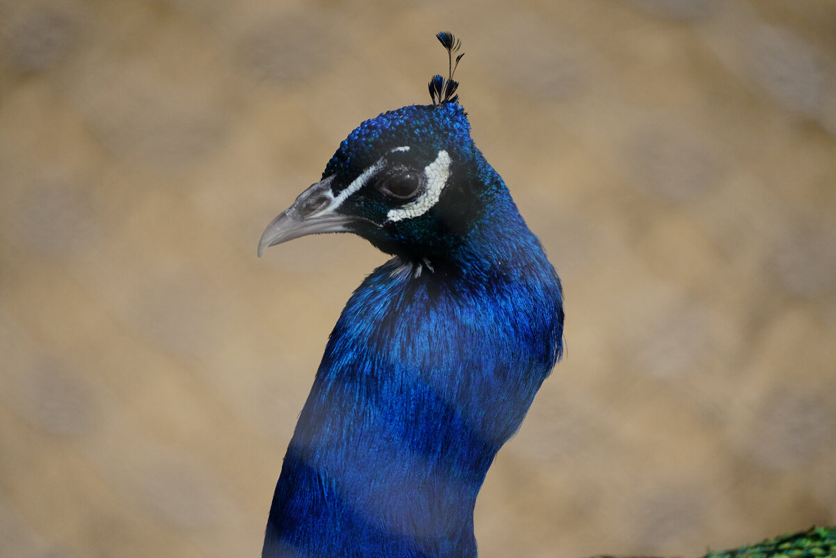 *** - Иван Литвинов